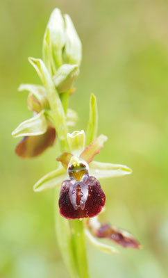 Ophrys...., Ragwurz, Griechenland