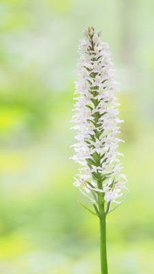 Fuchs-Fingerwurz, dactylorhiza fuchsii