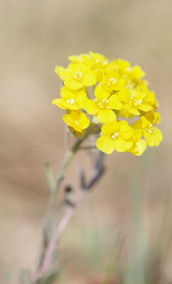 Österreich, Berg-Steinkraut, Alyssum montanum