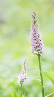 Dactylorhiza fuchsii, Fuchs-Fingerwurz, Steiermark