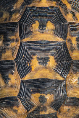 Testudo graeca - Georgia
