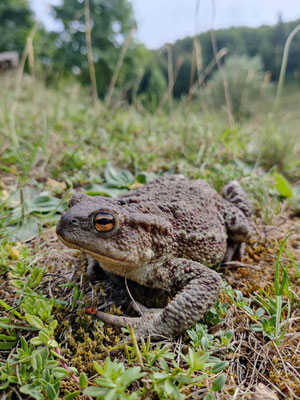Common toad (Bufo bufo). Pic by Marcos