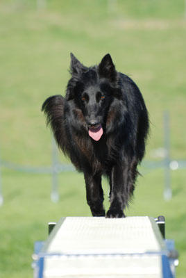 Agility @ Hundeschule gooddog