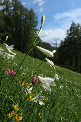 prairie fleurie alpine 