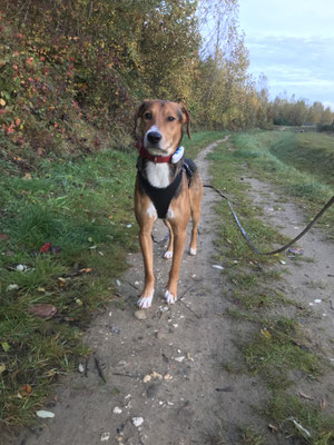 25.09.2024: Rudy (3,5J) ist 5km vom Koppelsweg Richtung Sportplatz auf den Rundweg um Ahe gelaufen.