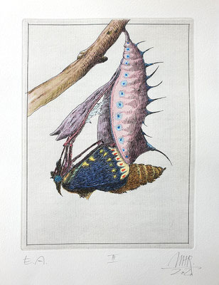 Ulf H. Rickmann, Blatt III (Insektenserie) Strichätzung koloriert, 20x15cm, 2020 - 300 EUR