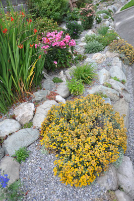 Helichrysum plicatum 