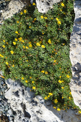 Heterotheca pumila