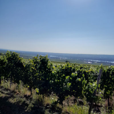 Wein Wein Wein ......