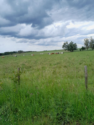 Dunkle Wolken ziehen auf