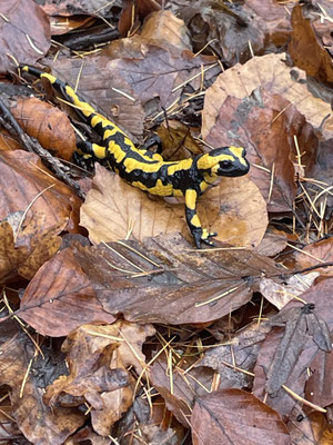 Feuersalamander (© Bettina Holl-Fey)