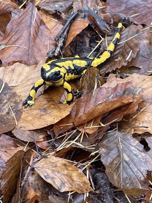 Feuersalamander (© Bettina Holl-Fey)