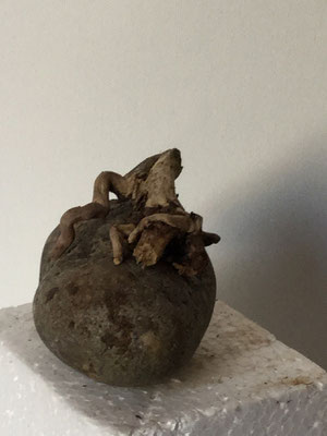 Frank Talloen, 9x6,5x7,5, Stone/Wood, 2015.S37