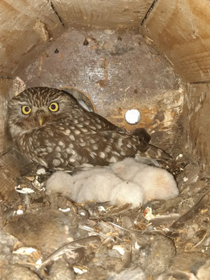 Familie Steinkauz mit etwa 6 Tage alten Jungen (Joscha Erbes)