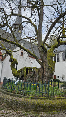 Die sagenumwobene Blutlinde
