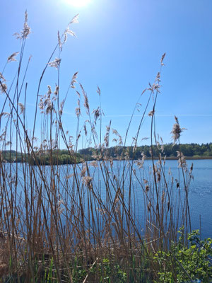 Blick über die Thülsfelder Talsperre