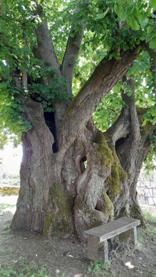 Die tausendjährige Linde am Homberger Schloss