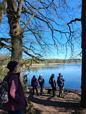 Der Schwanensee in der Teichlandschaft