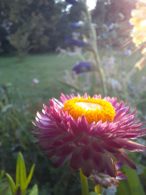 Strohblume am Morgen