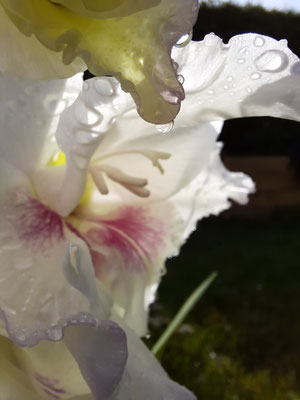 Gladiolengesicht
