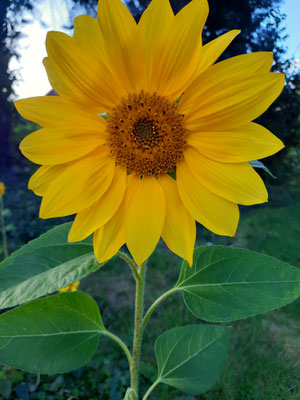 Hello Sunshine