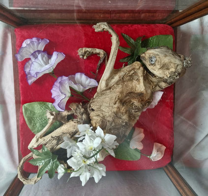" Renaissance " ancienne vitrine de bijoutier, sur un coussin moelleux rouge carmin, les fleurs s'épanouissent sur Félix,le chat momifié 650€