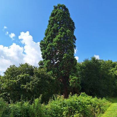 Mamutbaum