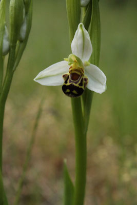 Ophrys Abeille (Ophrys apifera)