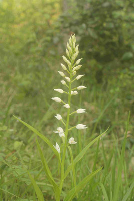 Céphalanthère à Longues Feuilles (Cephalanthera longifolia)