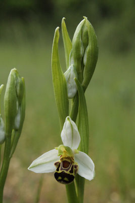 Ophrys Abeille (Ophrys apifera)