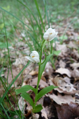 Céphalanthère à Longues Feuilles (Cephalanthera longifolia)