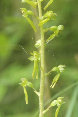 Listère Ovale (Listera ovata)