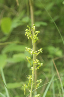Listère Ovale (Listera ovata)