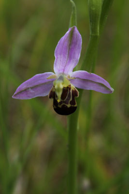 Ophrys Abeille (Ophrys apifera)