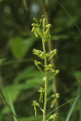 Listère Ovale (Listera ovata)