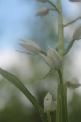 Céphalanthère à Longues Feuilles (Cephalanthera longifolia)