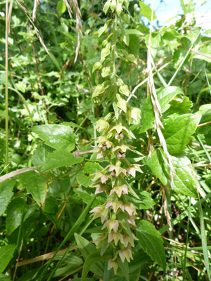 Épipactis à Larges Feuilles (Epipactis helleborine helleborine)