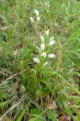 Céphalanthère à Longues Feuilles (Cephalanthera longifolia)