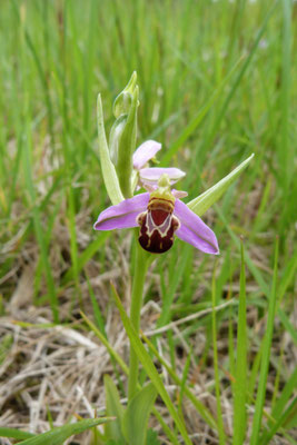 Ophrys Abeille (Ophrys apifera)