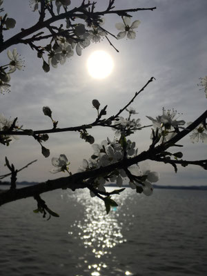 Zimmer mit Meerblick, Insel Pasman, Dalmatien, Dobropoljana, Zimmer mit Frühstück