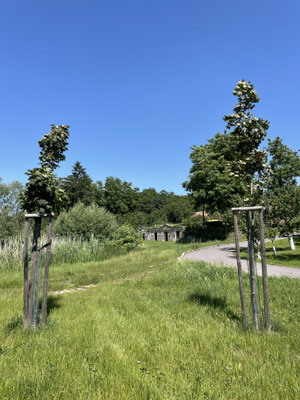 Keller am Teich