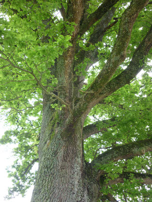 Quercus robur - Eiche