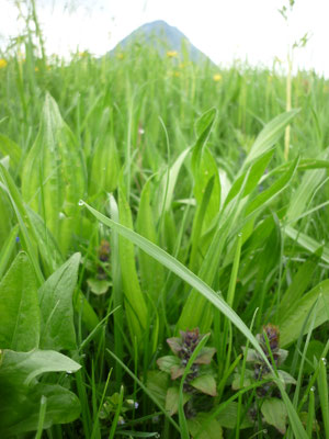 Spitzwegerich auf üppiger Wiese