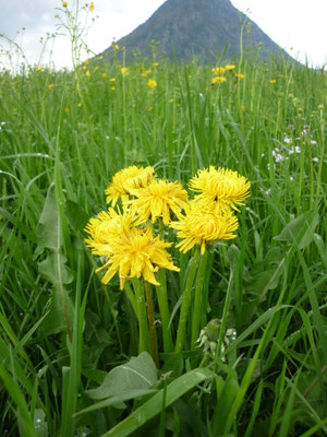 Löwenzahn in Blüte