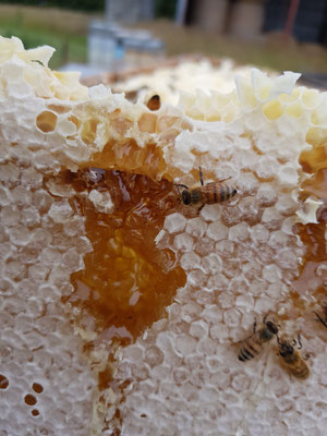 Miel naturel de Nouvelle-Zélande avec sa cire et quelques abeilles