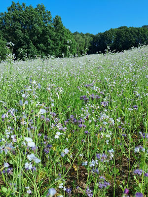 Bienenweide