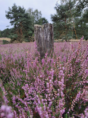 Heide auf Hof Höpen