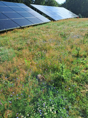 Photovoltaik mit Blumenwiese