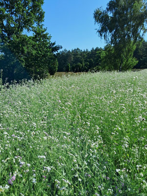 Blühstreifen für Insekten