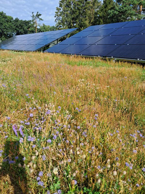 Photovoltaik mit Blumenwiese